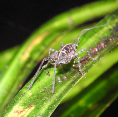 Pleioplectron hudsoni