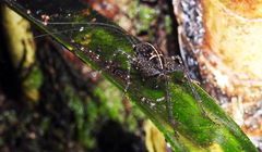 Pleioplectron hudsoni