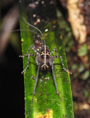 Pleioplectron hudsoni