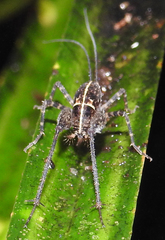 Pleioplectron hudsoni