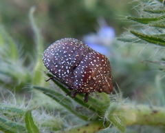 Psacasta exanthematica