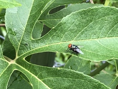 Diptera