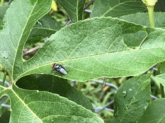 Diptera
