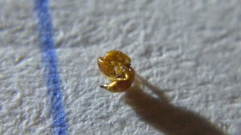 Parasitoid wasp