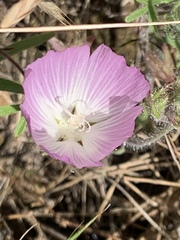 Sidalcea diploscypha