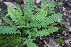 Polystichum tripteron