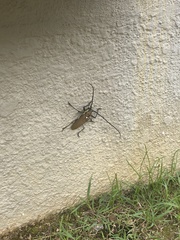 Batocera rufomaculata