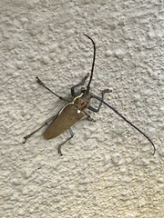 Batocera rufomaculata