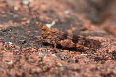 Trimerotropis saxatilis