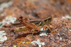 Melanoplus sanguinipes