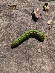 Hyles lineata