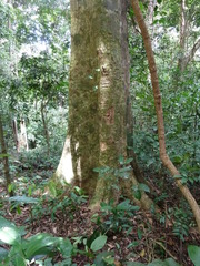 Panda oleosa