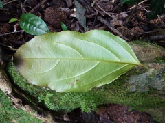 Panda oleosa