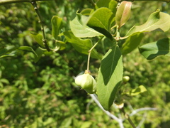 Euonymus europaeus