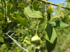Euonymus europaeus
