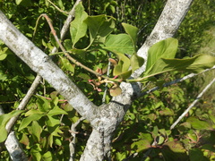 Euonymus europaeus