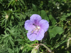 Geranium pratense