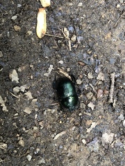 Geotrupes splendidus