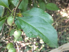 Prunus