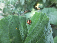 Harmonia axyridis