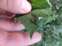 Harmonia axyridis