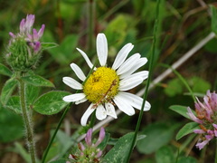 Geina tenuidactylus
