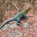 Eastern Collared Lizard - Photo (c) Alex Harman, some rights reserved (CC BY-NC), uploaded by Alex Harman