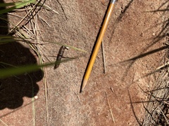 Aspidoscelis gularis