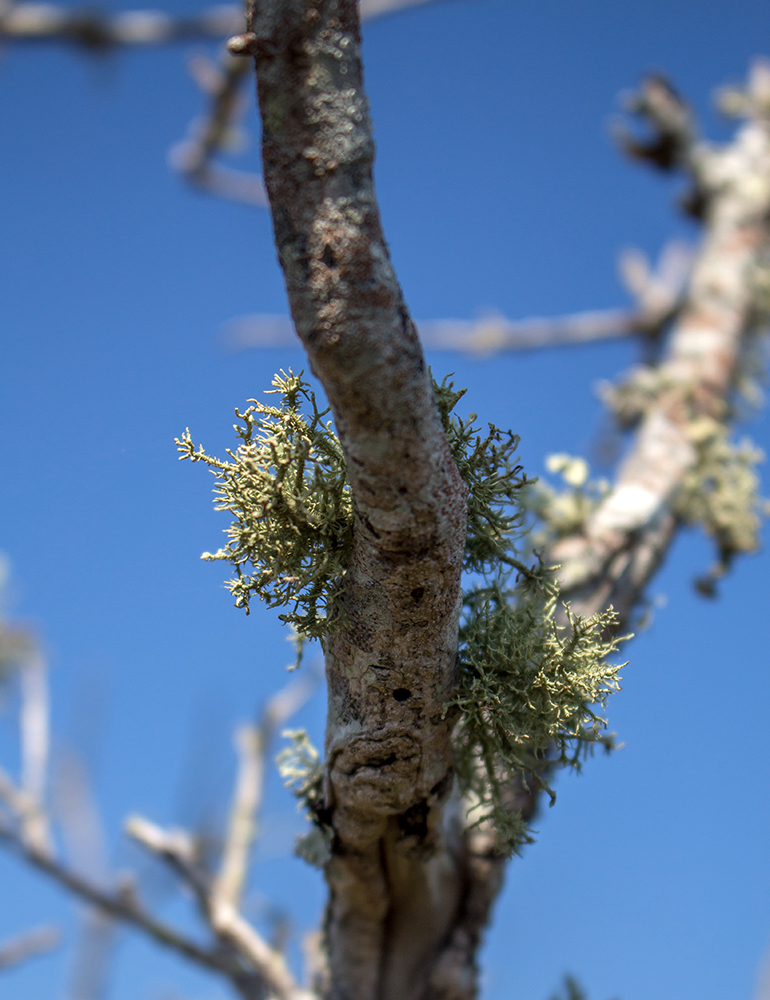 Usnea strigosa image