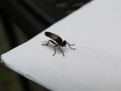 Eudioctria albius