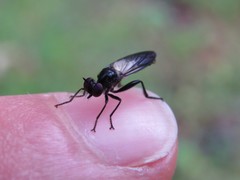 Eudioctria albius