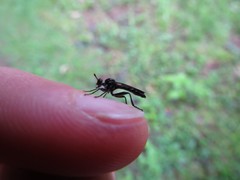 Eudioctria albius