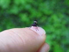 Eudioctria albius