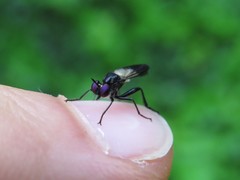 Eudioctria albius