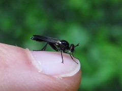 Eudioctria albius