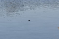 Podilymbus podiceps