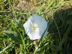 Calystegia silvatica