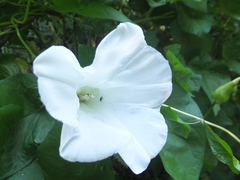 Calystegia silvatica