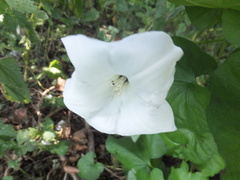 Calystegia silvatica