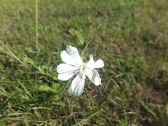 Silene latifolia