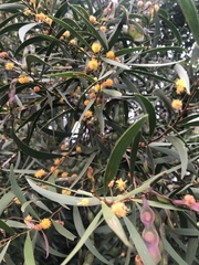 Acacia confusa