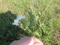 Silene latifolia