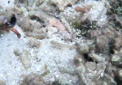 Coryphopterus glaucofraenum
