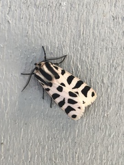 Apantesis incorrupta