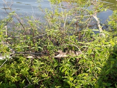 Nerodia sipedon insularum