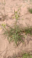Hieracium umbellatum filifolium