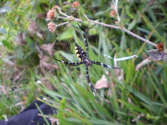Argiope coquereli
