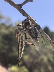 Diceroprocta eugraphica