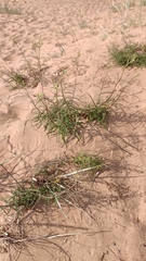 Hieracium umbellatum filifolium