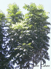 Swietenia macrophylla